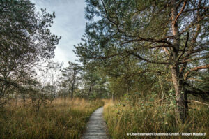 © Oberösterreich Tourismus GmbH / Robert Maybach: Wanderung durchs Ibmer Moor